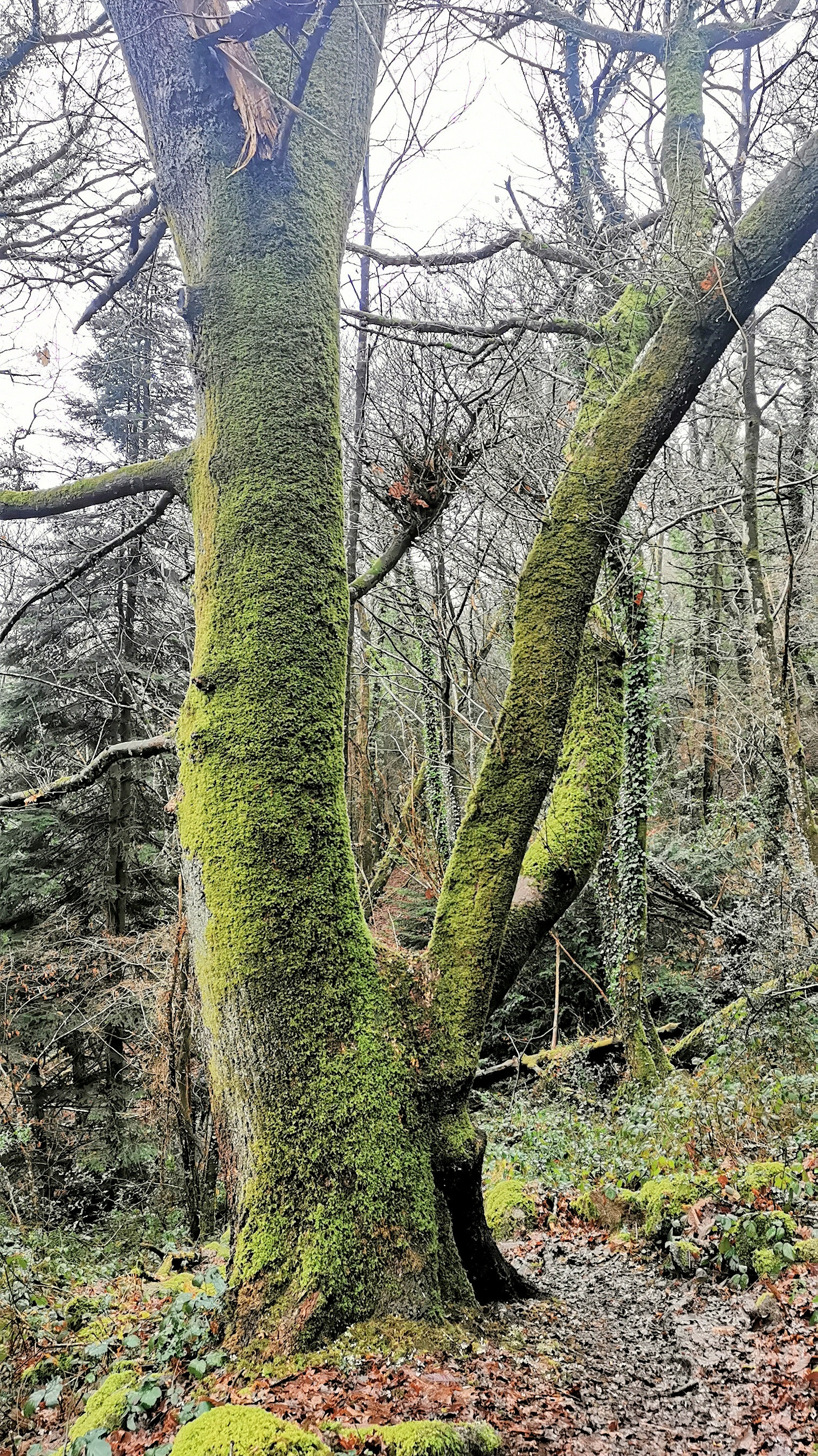 52-IMG_20210121_112312