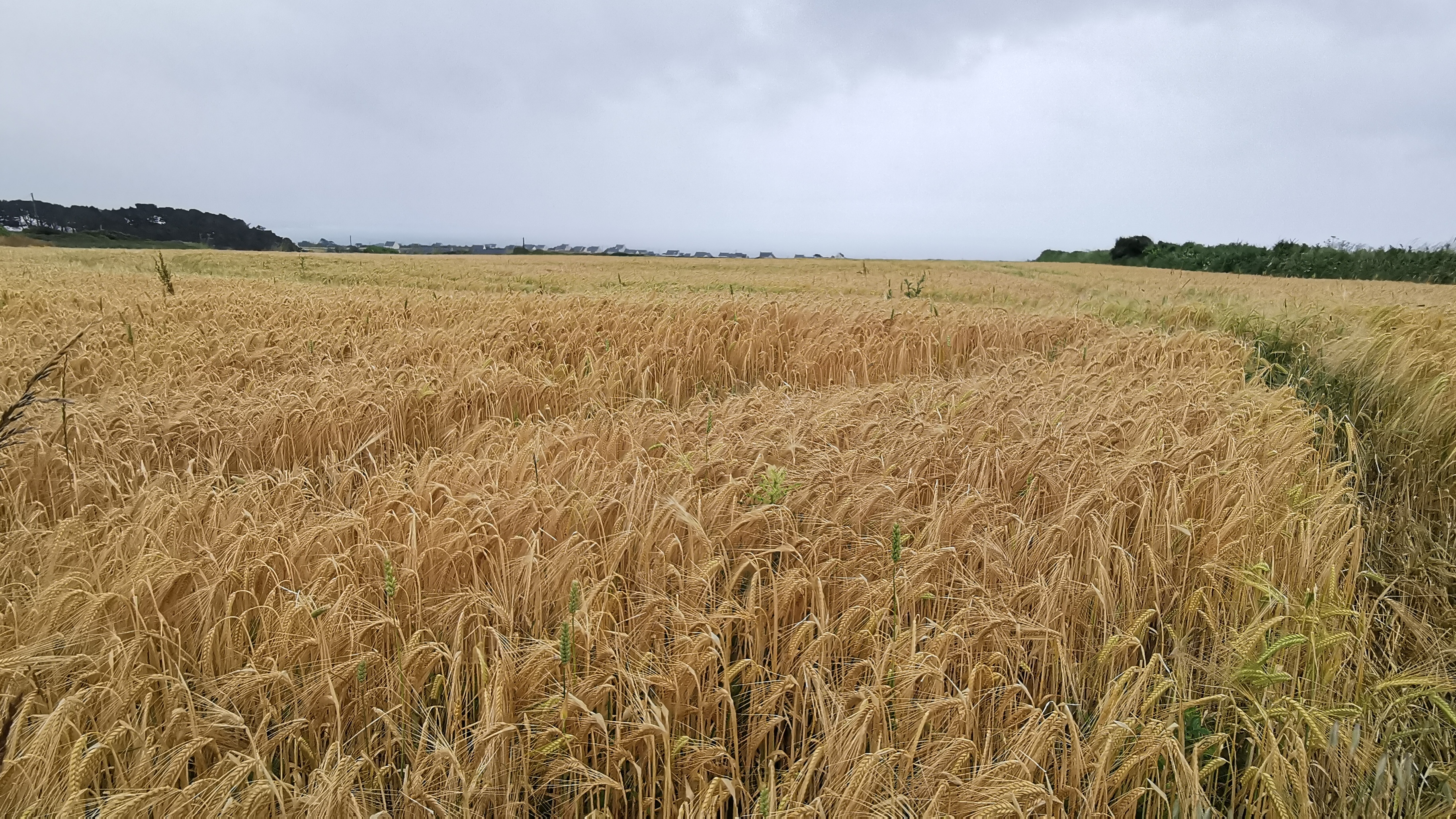 071-IMG_20210620_102837