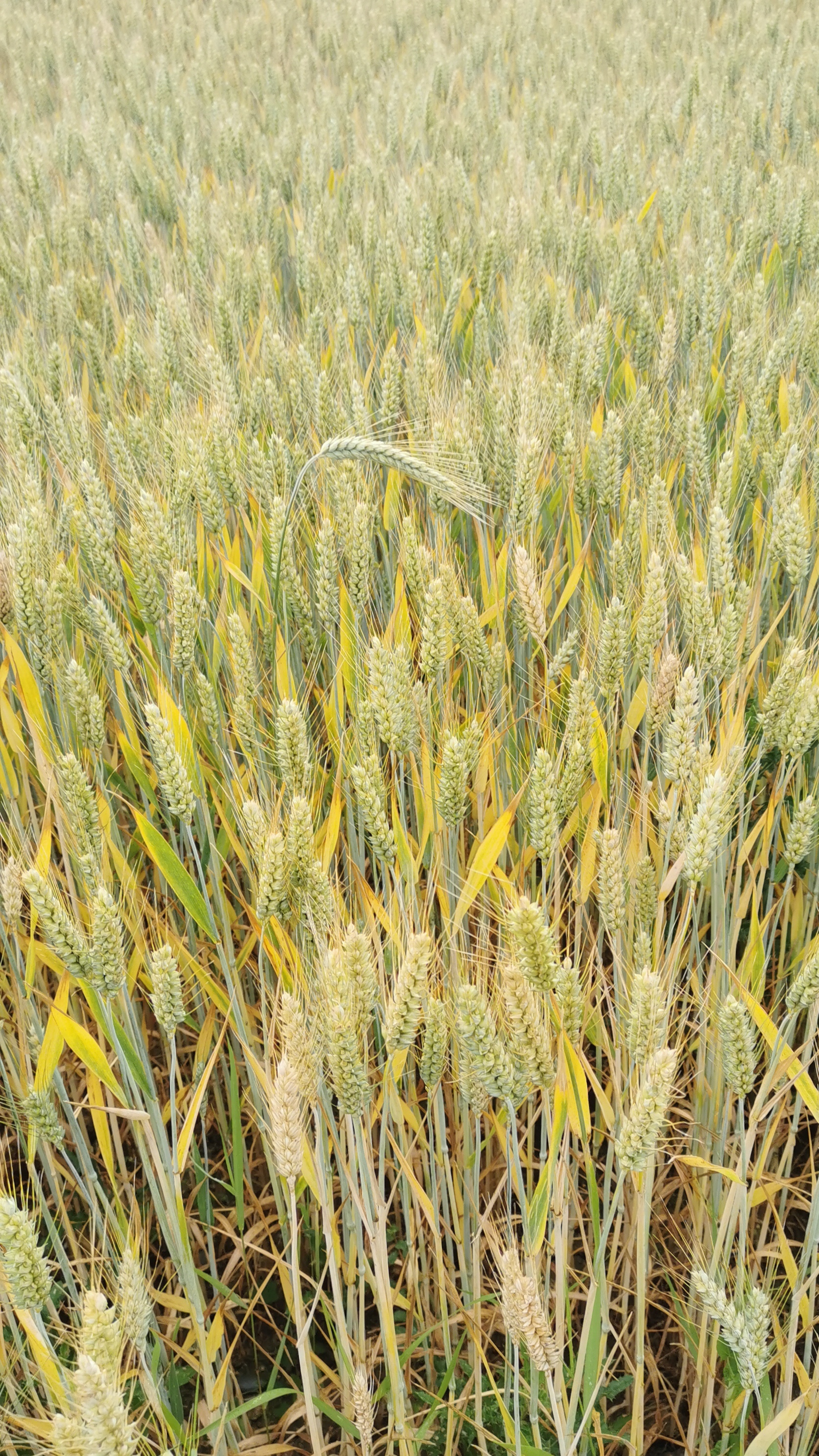 088-IMG_20210620_104748