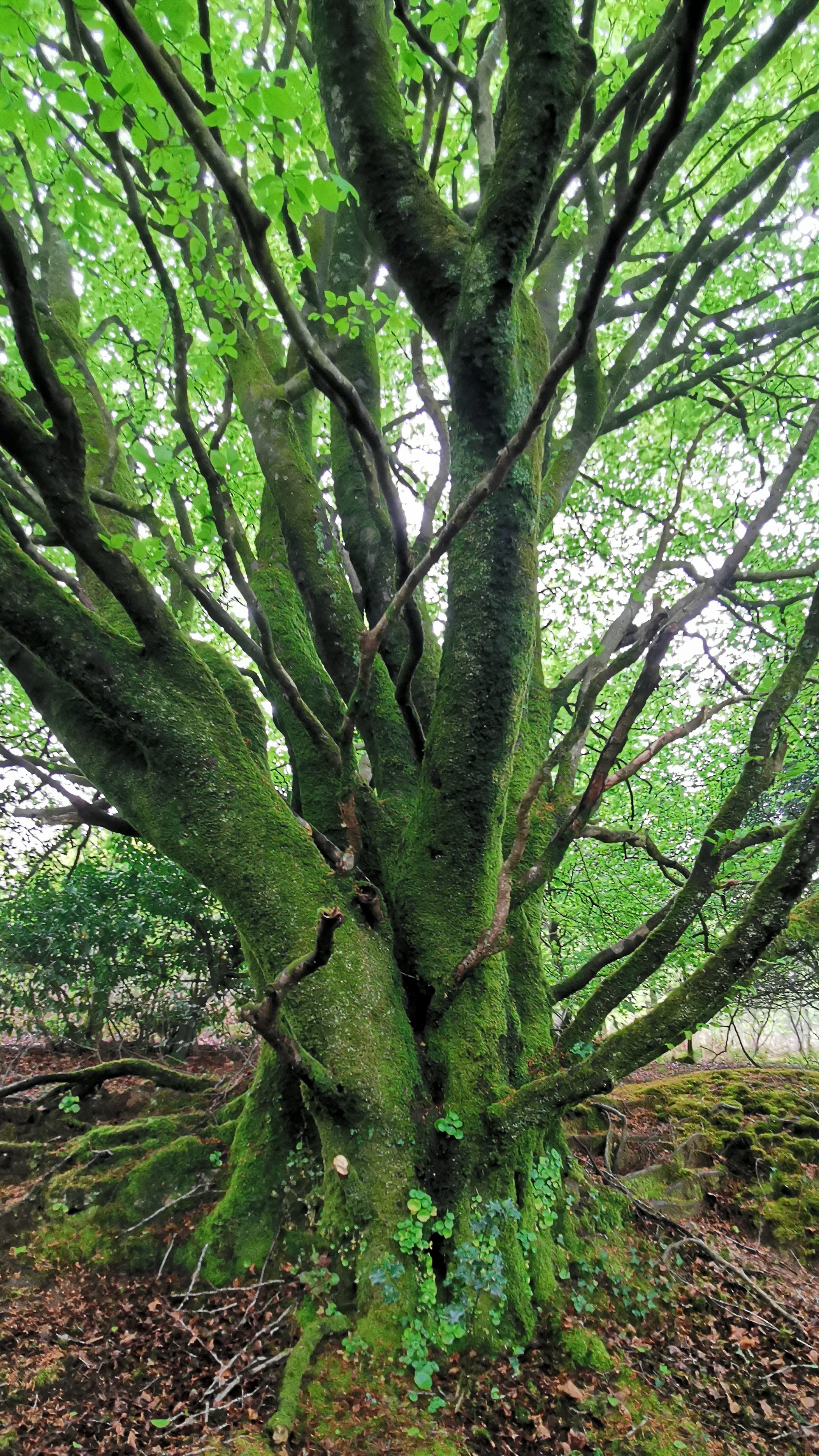 67-IMG_20210508_112728