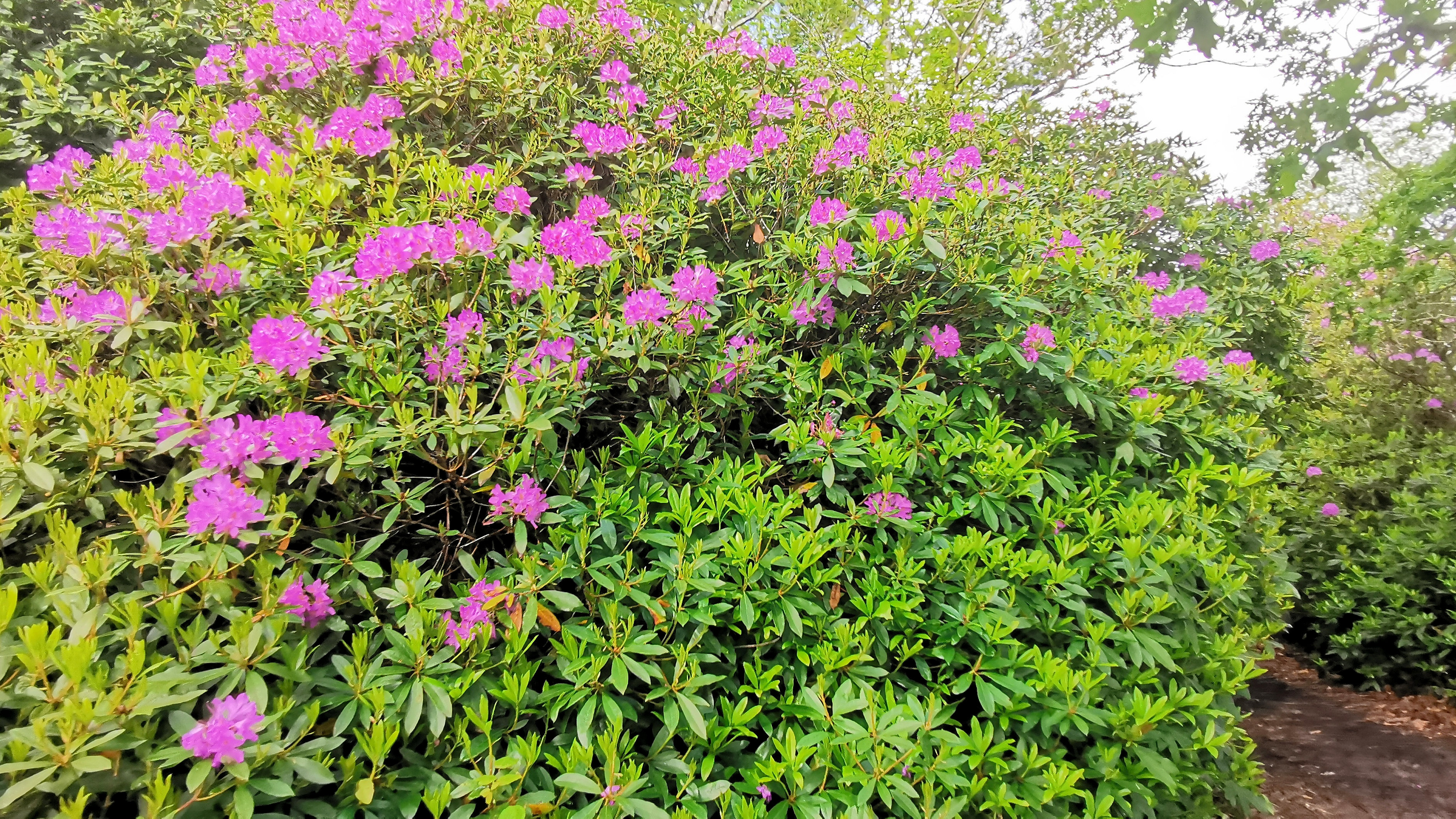 15-IMG_20210522_104832