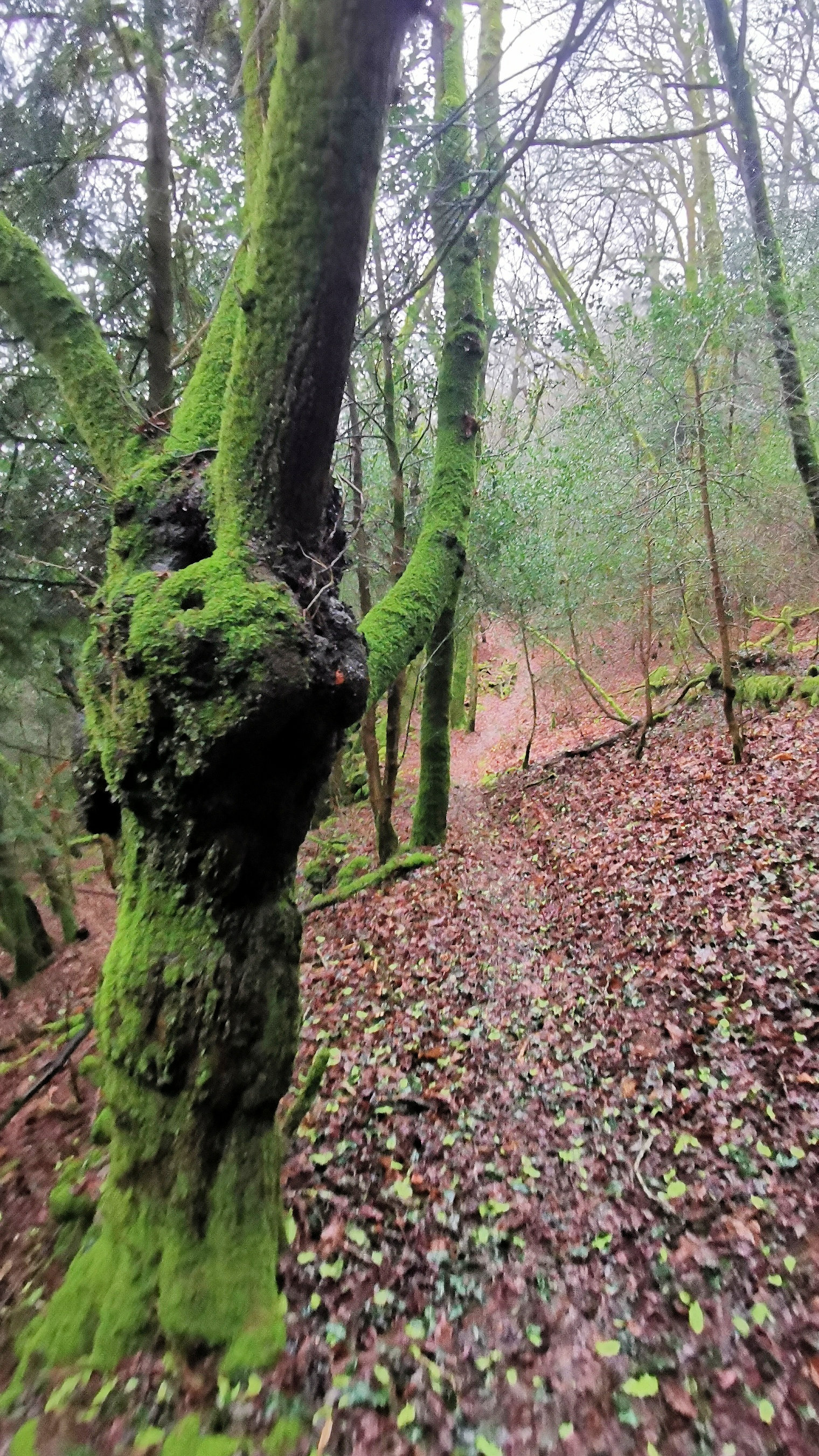 72-IMG_20210121_113909