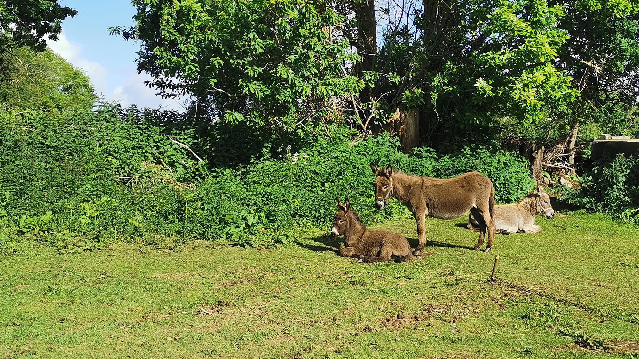 16-IMG_20210525_094746