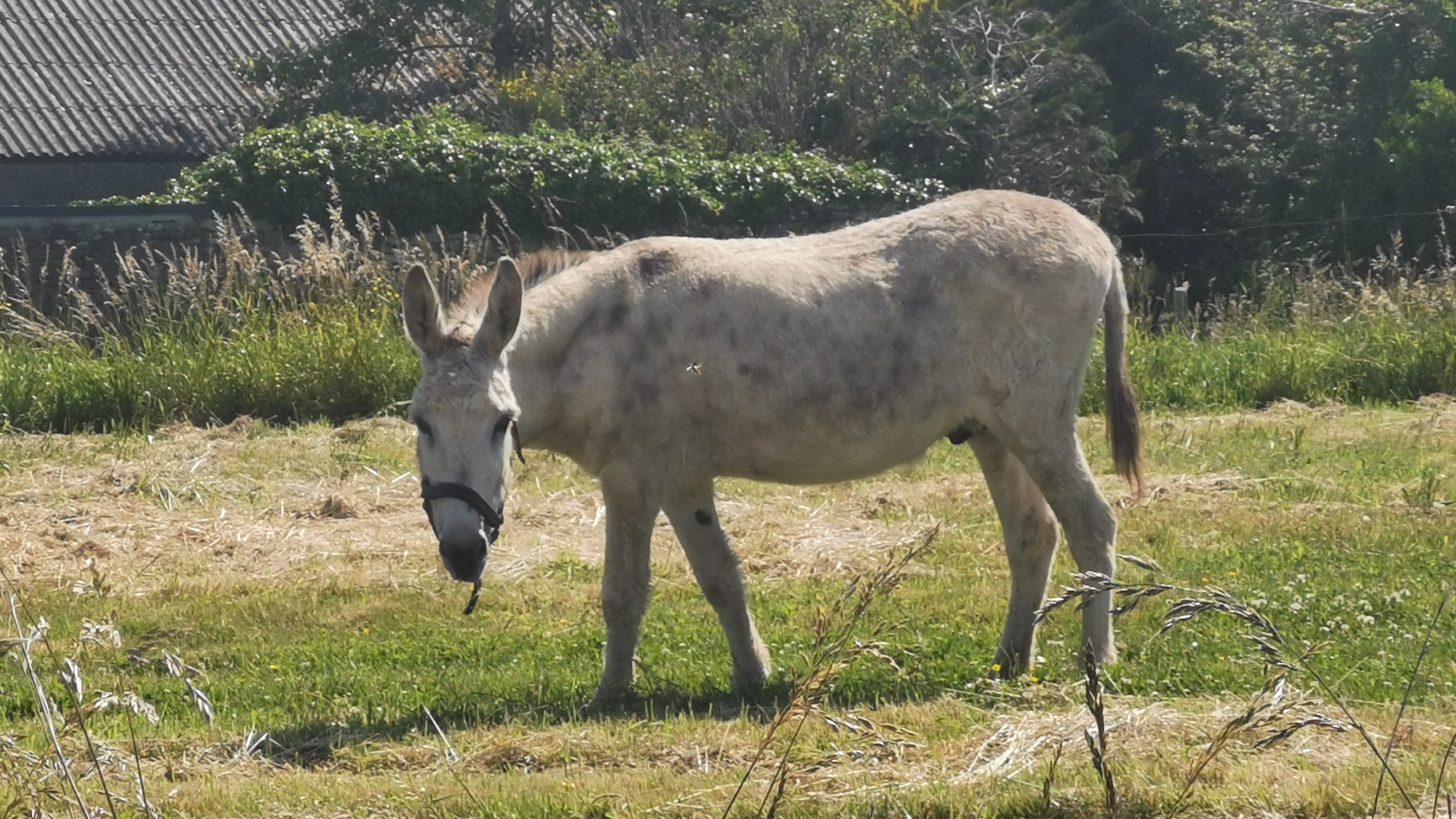 68-IMG_20210530_114353_1