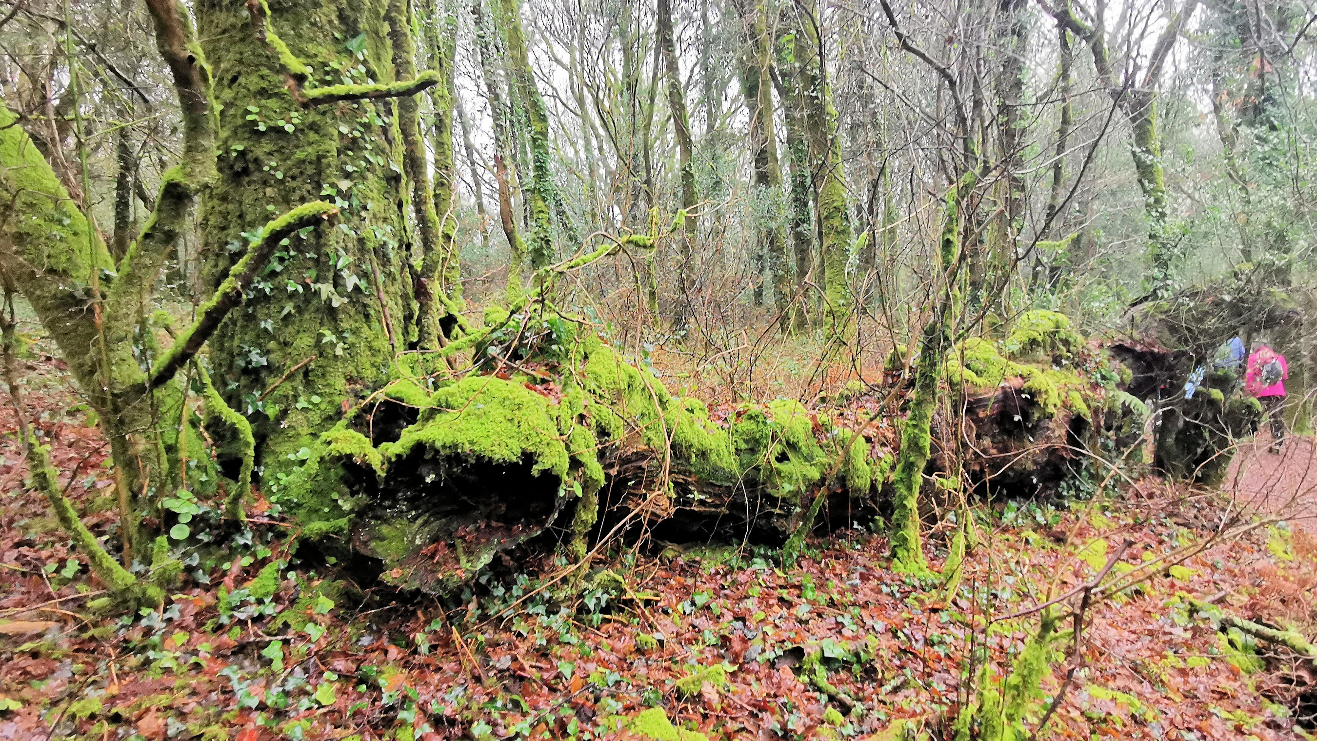 48-IMG_20210121_104533