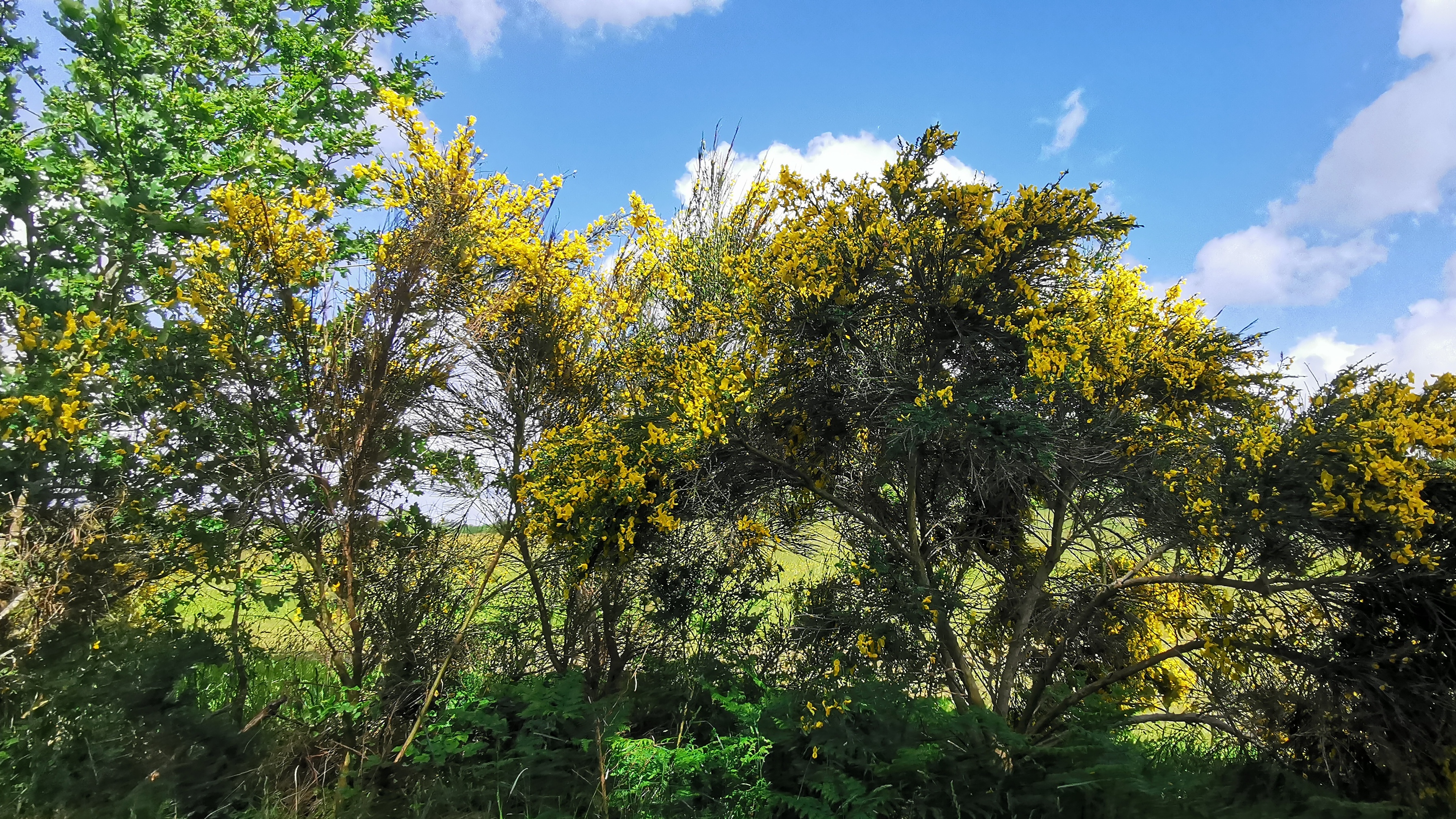 52-IMG_20210525_112503