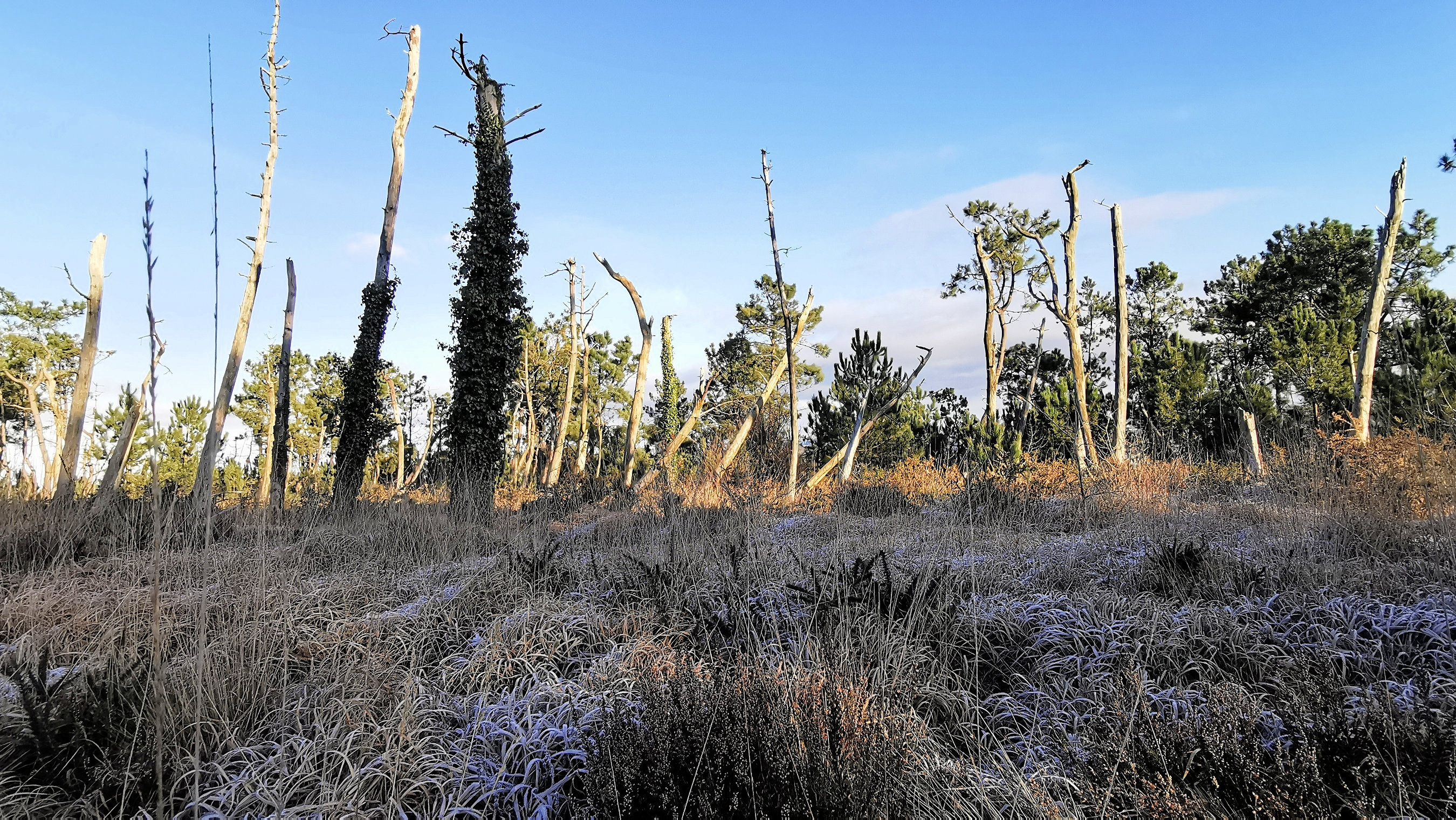 065-IMG_20210110_104331