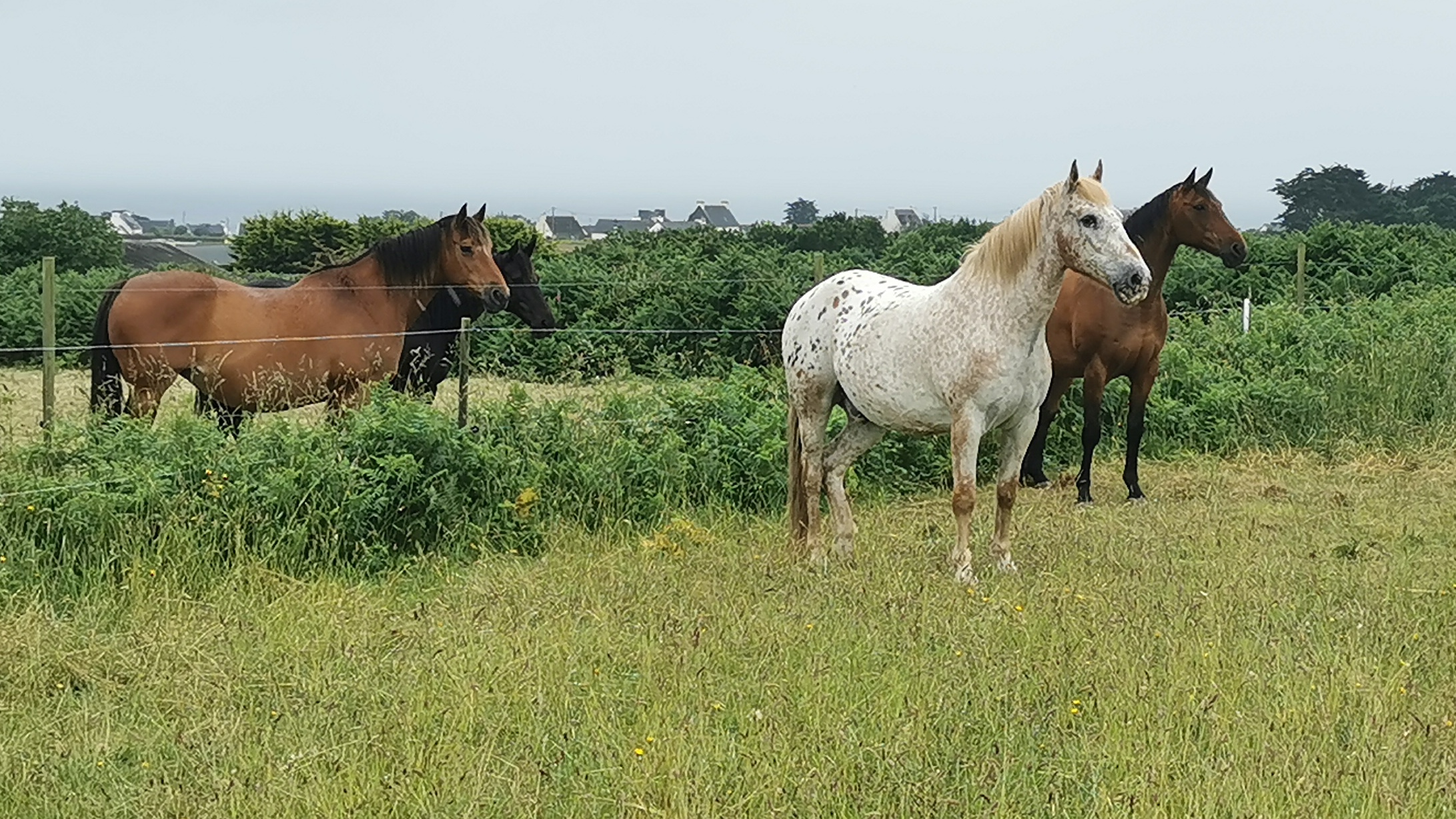 145-IMG_20210620_112854