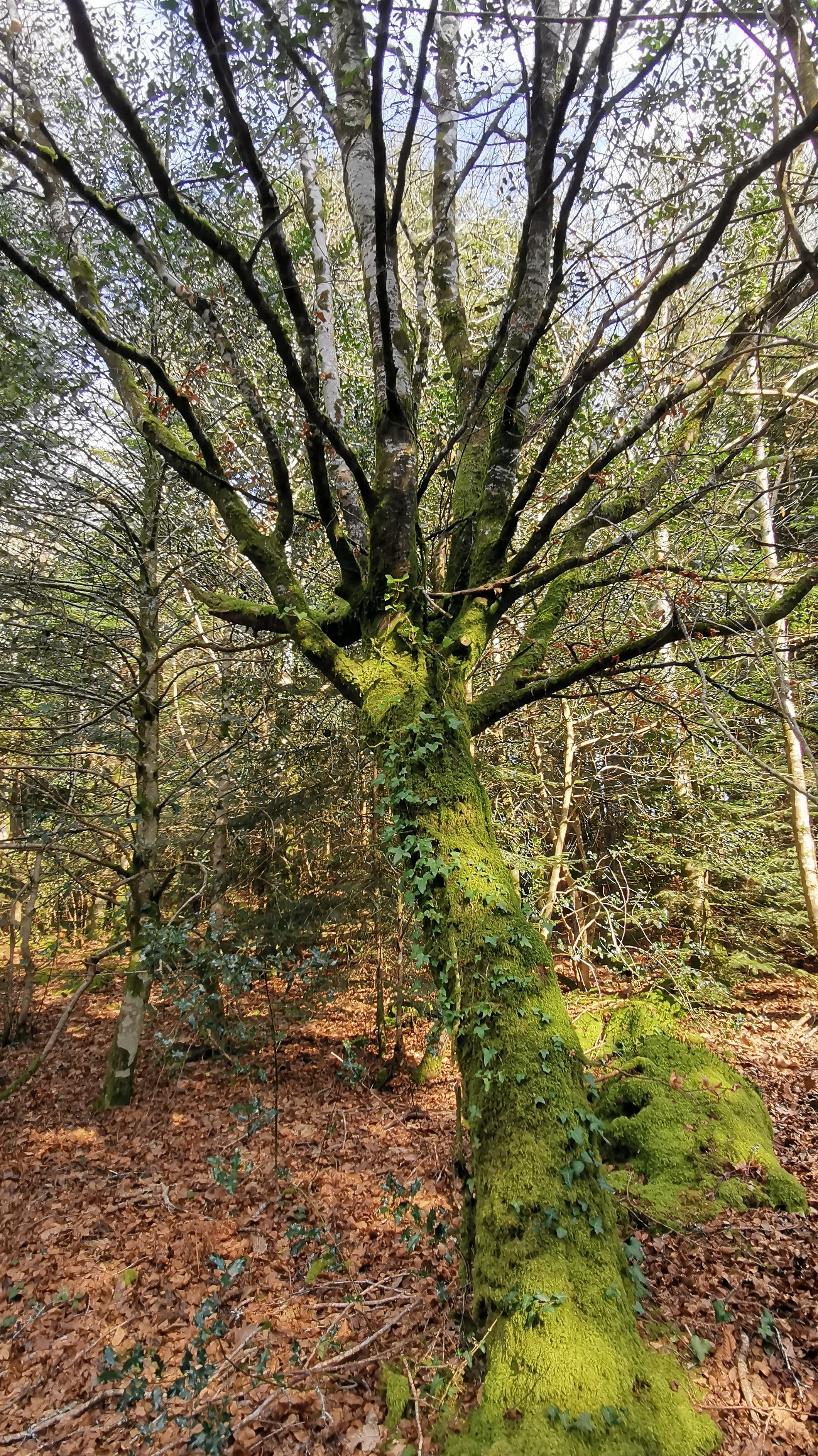 69-IMG_20210308_113903_1