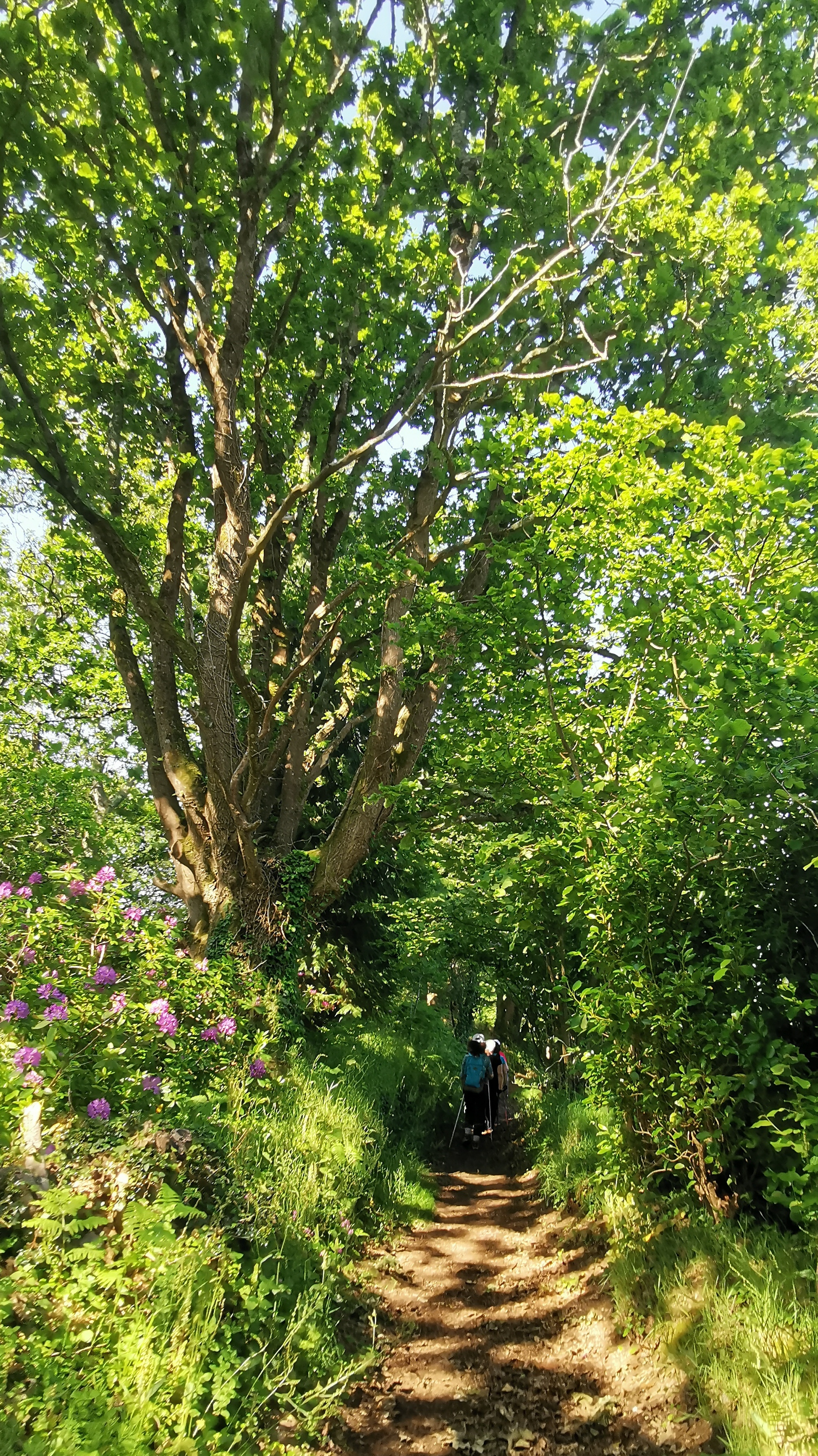 37-IMG_20210531_105340