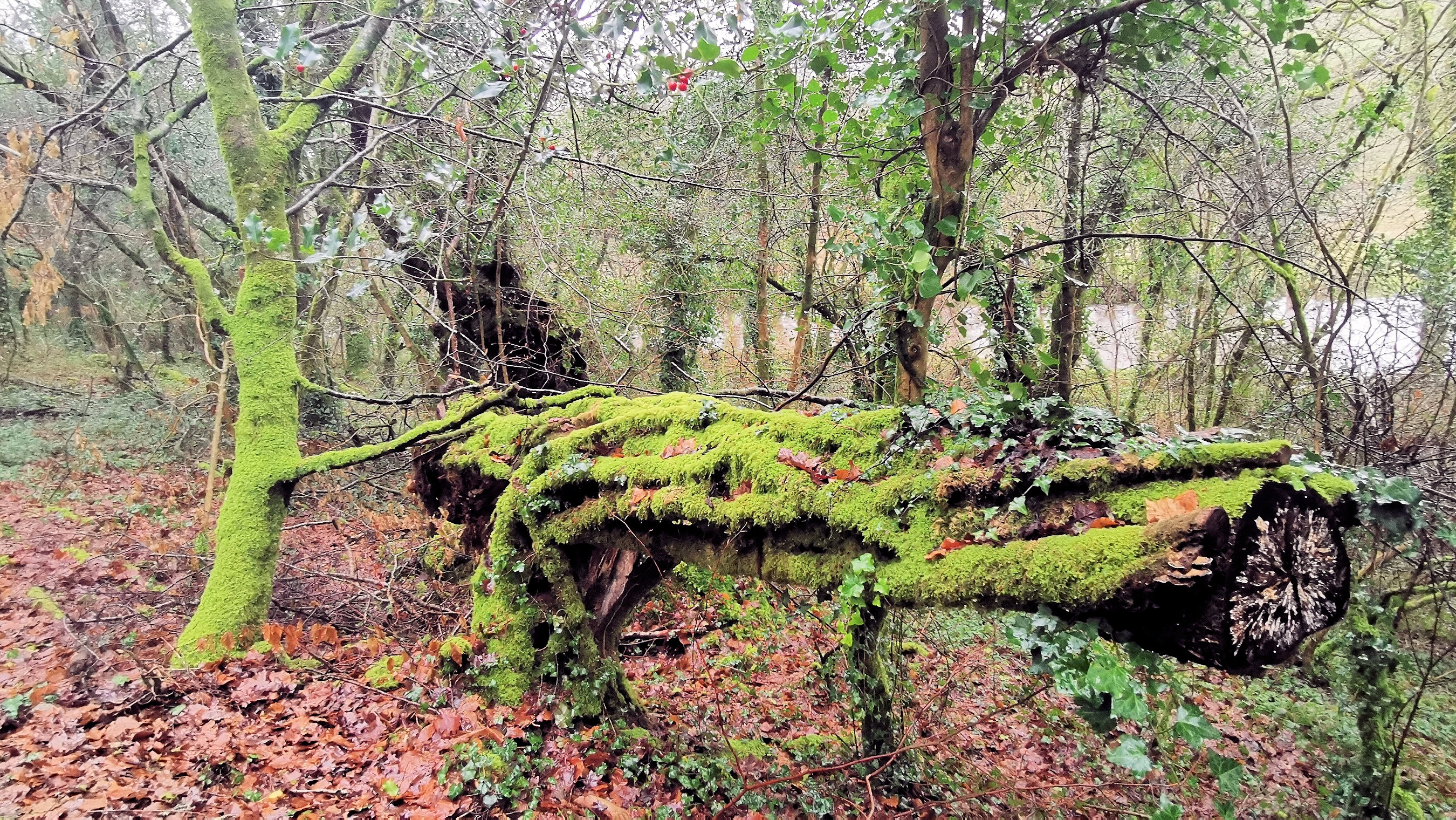 49-IMG_20210121_104541