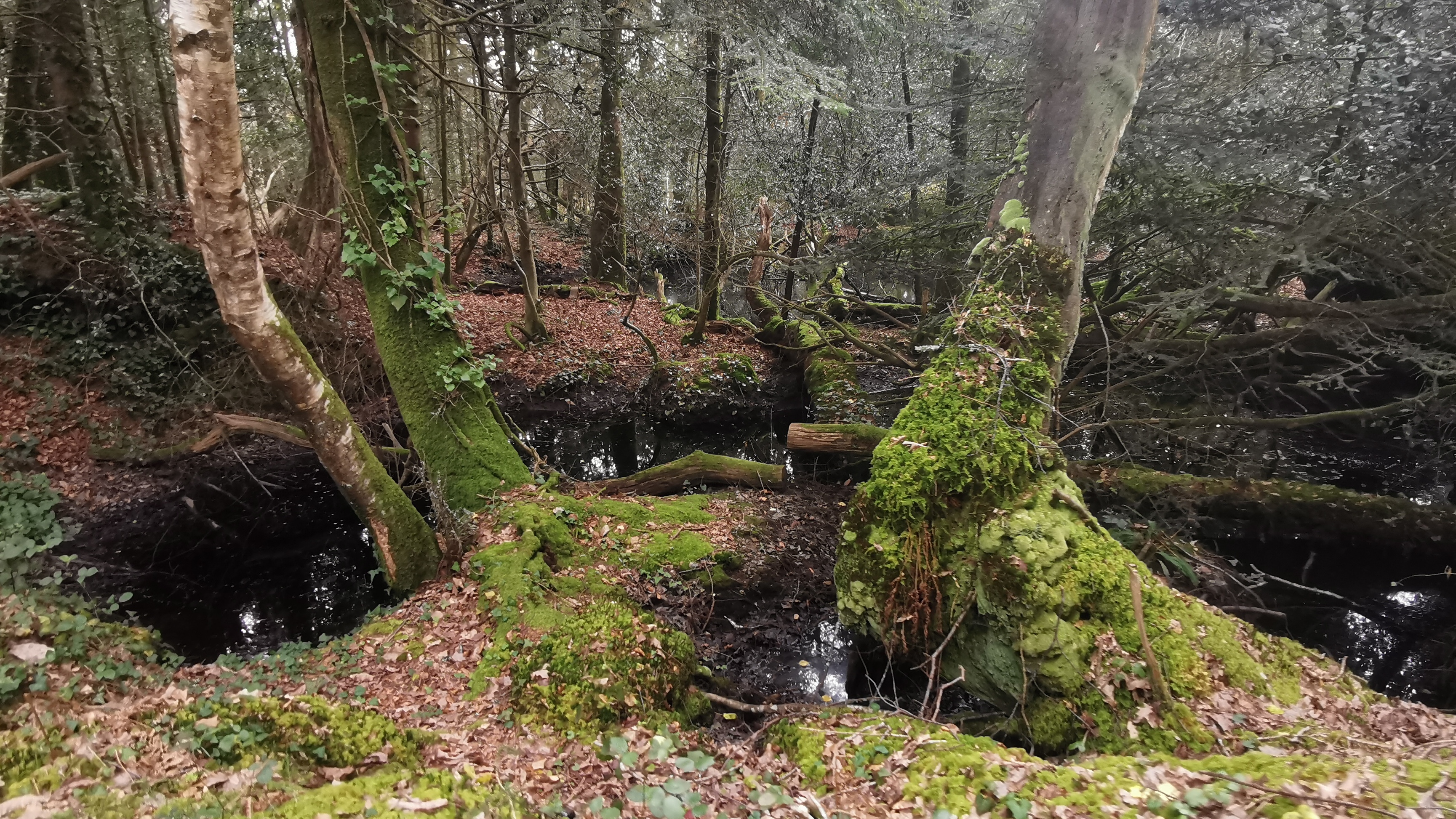 17-IMG_20210323_110614