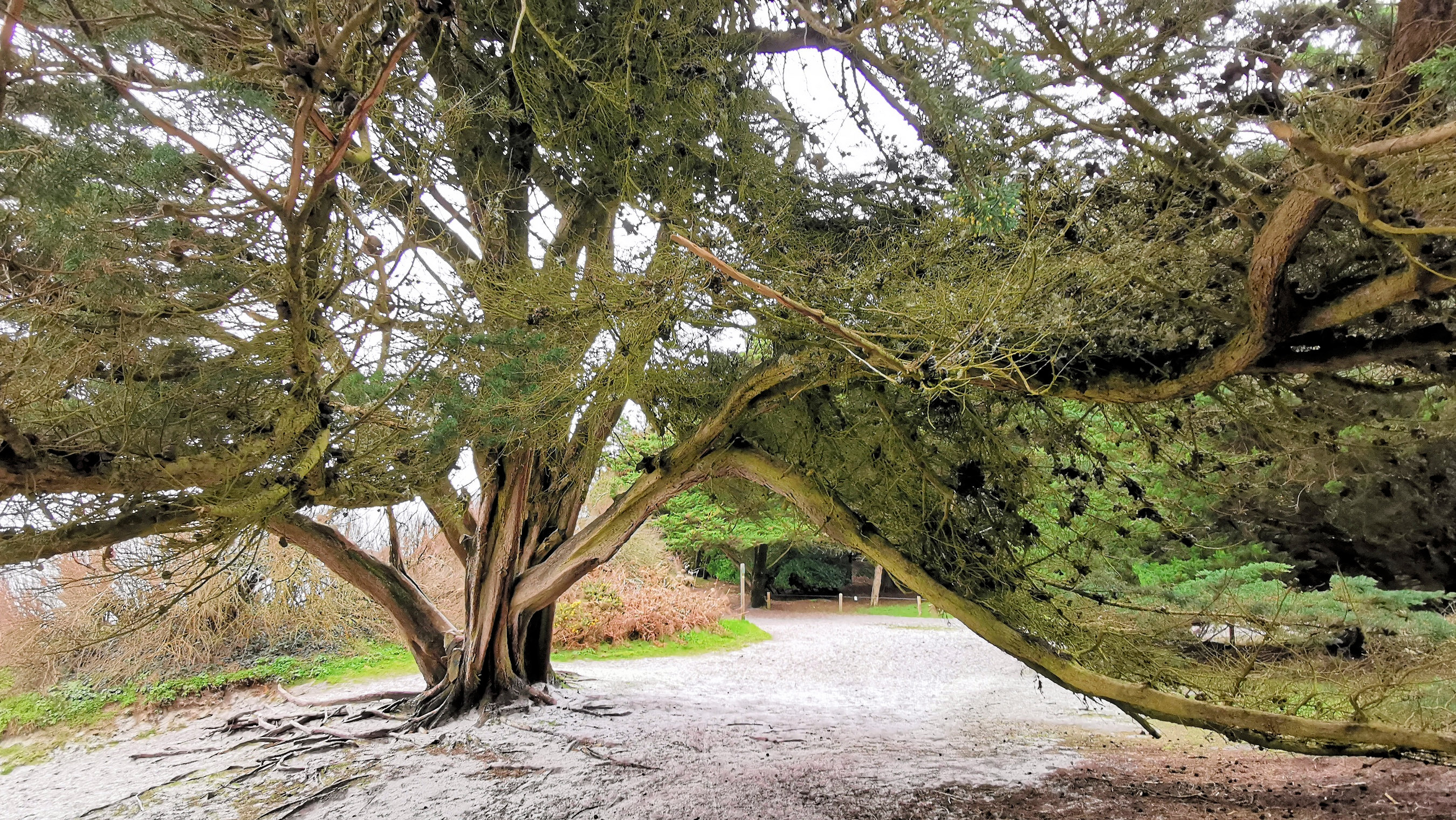 17-IMG_20210208_110206