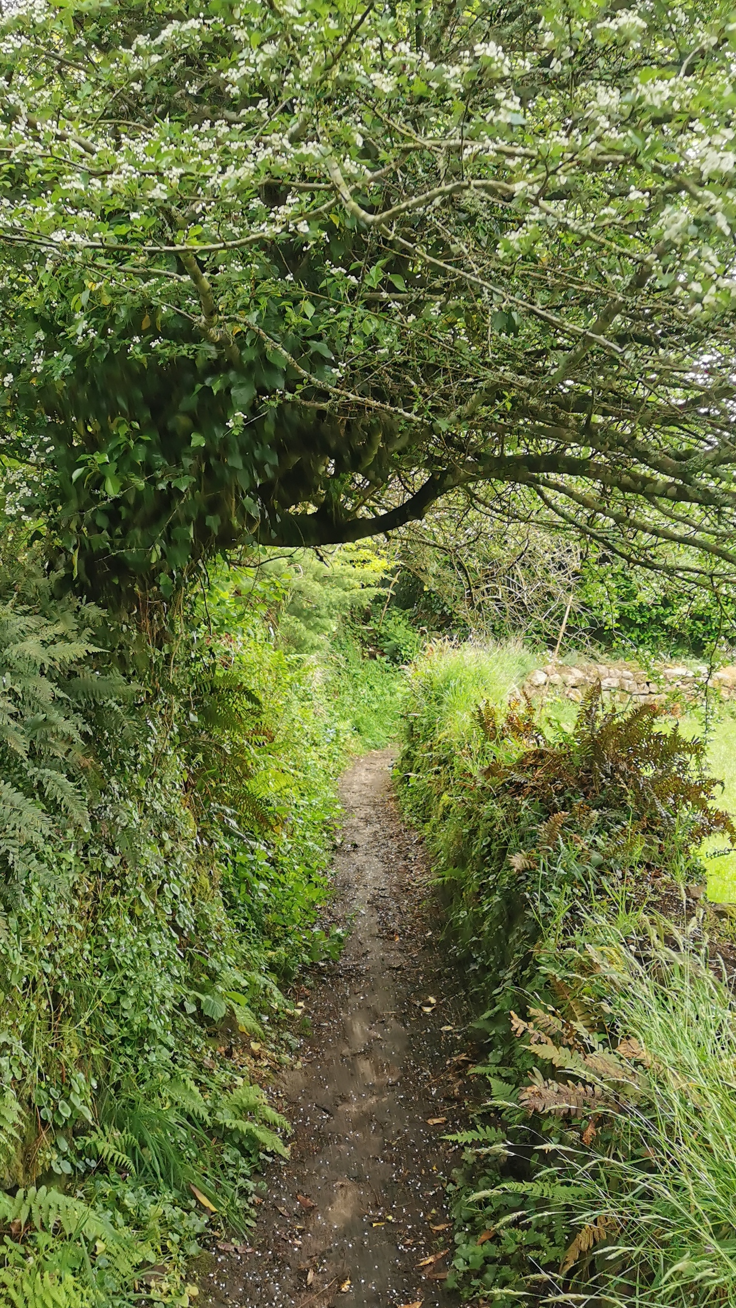 78-IMG_20210508_114153_1