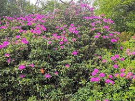 14-IMG_20210522_104824