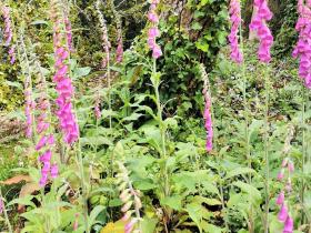 44-IMG_20210522_112236_1