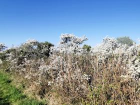 26-IMG_20210403_104411